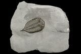 Dalmanites Trilobite Fossil - New York #99027-2
